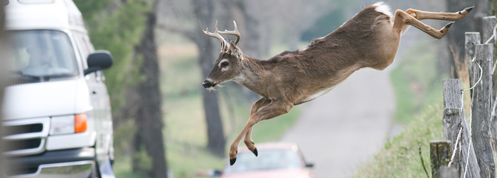 Whitetail buck deer jumping fence in front of vehicles cars