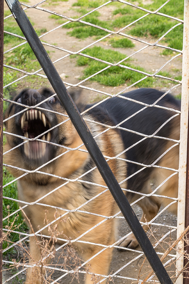 Dog Bite Prevention: Be Canine Smart