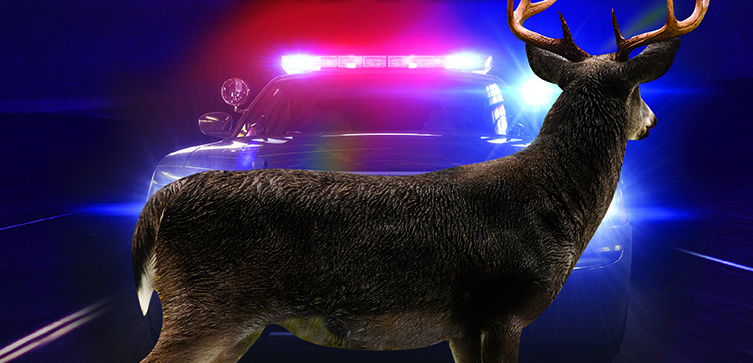 Squad car is about to hit a deer in the middle of the road.